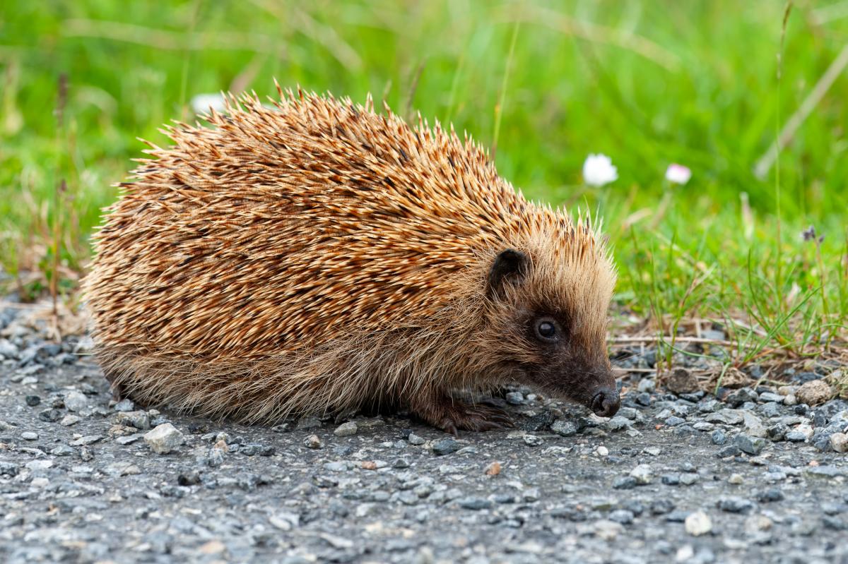 Igel