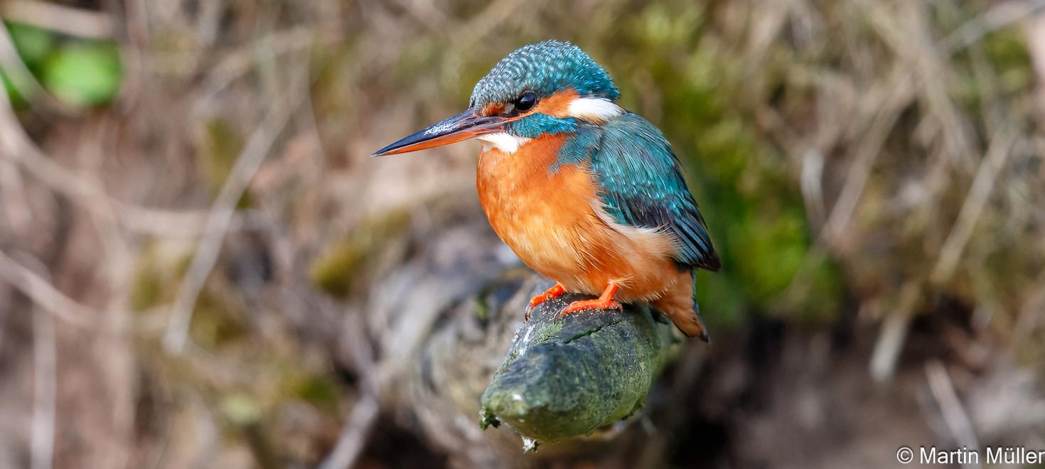 Eisvogel